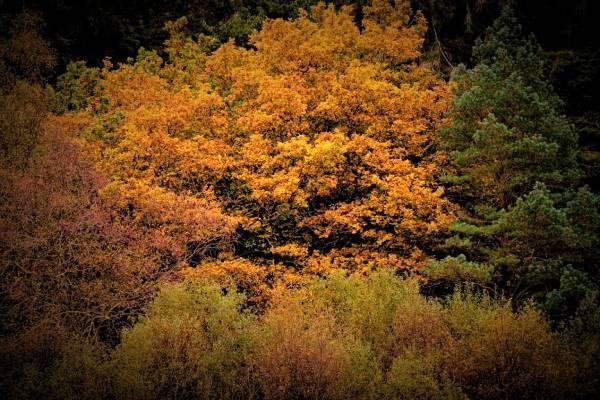 Can AI help us find lost ancient woodland?