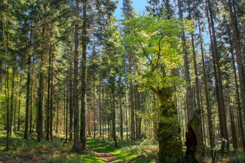 Identifying Different Types of Historic Woodland with AI